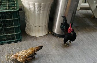 [☕️🇻🇳] KUMO CHAN Coffee and Garden 🥤 Top1Coffee ☕️ Lại về  mấy bạn nhỏ thân thương.
, shares-0✔️ , likes-12❤️️ , date-2024-04-28 02:06:38🇻🇳🇻🇳🇻🇳📰🆕