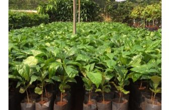 [☕️🇻🇳] ILOTA Coffee Roasters – Cafe rang xay 🥤 Top1Coffee ☕️ [𝐆𝐢𝐚́ 𝐜𝐚̀ 𝐩𝐡𝐞̂ 𝐧𝐡𝐚̂𝐧 𝐱𝐚𝐧𝐡 𝐭𝐚̆𝐧𝐠 𝐜𝐚𝐨 đ𝐚𝐧𝐠 𝐤𝐡𝐢𝐞̂́𝐧 𝐜𝐚̂𝐲 𝐜𝐚̀ 𝐩𝐡𝐞̂ 𝐠𝐢𝐨̂́𝐧𝐠 𝐜𝐡𝐚́𝐲 𝐡𝐚̀𝐧𝐠 𝐜𝐡𝐮̛𝐚 𝐭𝐮̛̀𝐧𝐠 𝐜𝐨́.]
Thị trường cà phê giống ch , shares-0✔️ , likes-7❤️️ , date-2024-05-04 12:30:19🇻🇳🇻🇳🇻🇳📰🆕