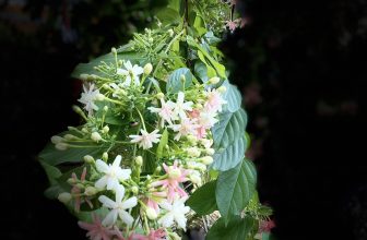 [☕️🇻🇳] KUMO CHAN Coffee and Garden 🥤 Top1Coffee ☕️ Nắng vàng, lá xanh, hoa đỏ, lồng đèn thắm đang đón chờ bạn ghé thăm những ngày lễ tết rộn rã.Bình yên 1 chút, … bình yên trước , shares-0✔️ , likes-3❤️️ , date-2024-04-29 00:40:12🇻🇳🇻🇳🇻🇳📰🆕