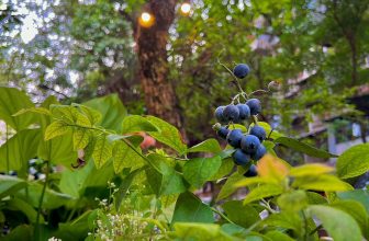 [☕️🇻🇳] Charm Coffee 🥤 Top1Coffee ☕️ Thấy không cây lá còn cười
Mà sao ta lại là người buồn thiu…
Charm Coffee : ngõ 20 Láng Hạ, Đống Đa,HN
Opening hours: 07 , shares-1✔️ , likes-15❤️️ , date-2024-05-06 10:24:02🇻🇳🇻🇳🇻🇳📰🆕