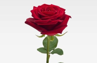 [☕️🇻🇳] Iokkoi Coffee – Zen Garden 🥤 Top1Coffee ☕️ IOKKOI Coffee – Zen Garden có gì cho bạn cuối tuần này?Nhằm tôn vinh và tri ân phụ nữ Việt Nam vào ngày 20-10 năm nay, một nửa , shares-20✔️ , likes-957❤️️ , date-2019-10-16 12:13:50🇻🇳🇻🇳🇻🇳📰🆕