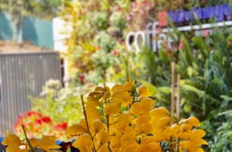 [☕️🇻🇳] Coffee Bùi Văn Ngọ – Đà Lạt 🥤 Top1Coffee ☕️ 30 Tết. Bùi Văn Ngọ Coffee chính thức nghỉ Tết. Quán sẽ hoạt động lại từ ngày mùng 3 Tết (đối với quán Đà Lạt) và mùng 4 Tết đối , shares-0✔️ , likes-3❤️️ , date-2020-01-24 09:47:46🇻🇳🇻🇳🇻🇳📰🆕