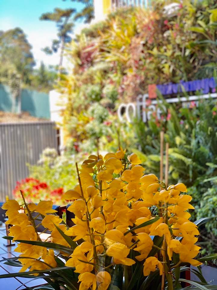 [☕️🇻🇳] Gia Cát Coffee – Cung cấp cây cảnh, nhận sét up cây cảnh cho quán cafe 🥤 Top1Coffee ☕️ Kính gửi: Quý khách hàng, Quý đối tác!Nhân dịp đầu năm Canh Tý 2020, thay mặt toàn thể cán bộ nhân viên #GiaCatCoffee, xin trâ , shares-4✔️ , likes-73❤️️ , date-2020-01-23 23:30:56🇻🇳🇻🇳🇻🇳📰🆕