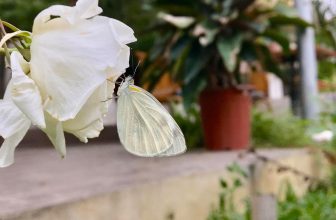 [☕️🇻🇳] Garden Coffee – Tea Thanh Sơn 🥤 Top1Coffee ☕️ Bướm xinh bướm đậu cành hồng!
Kìa e xinh gái có chồng hay chưa?
14/2
, shares-0✔️ , likes-135❤️️ , date-2020-02-14 01:39:46🇻🇳🇻🇳🇻🇳📰🆕