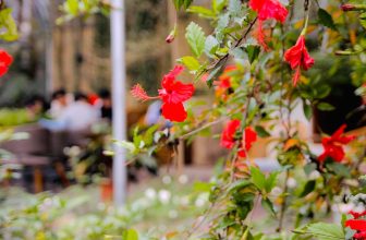 [☕️🇻🇳] Garden Coffee – Tea Thanh Sơn 🥤 Top1Coffee ☕️ Ở đây chen lá đá chen hoa
Ae lướt qua uống chén trà!
Góc lá
, shares-0✔️ , likes-84❤️️ , date-2020-02-23 00:40:50🇻🇳🇻🇳🇻🇳📰🆕