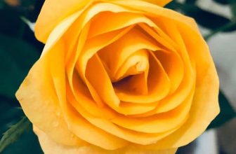 [☕️🇻🇳] Tungbook Coffee Hà Nội 🥤 Top1Coffee ☕️ Nữ hoàng ai cập….
Ai còn nhớ điểm danh cái nào
#tungbookcoffee, #cafesach
, shares-0✔️ , likes-3❤️️ , date-2020-05-03 14:05:12🇻🇳🇻🇳🇻🇳📰🆕