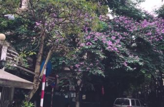 [☕️🇻🇳] Tungbook Coffee Hà Nội 🥤 Top1Coffee ☕️ Nhiều người vẫn hay nói rằng: “Hà Nội đất chật, người đông. Hà Nội lắm bon chen, con người lúc nào cũng vội vã.” Thế nhưng Hà Nộ , shares-0✔️ , likes-11❤️️ , date-2020-05-17 16:21:13🇻🇳🇻🇳🇻🇳📰🆕