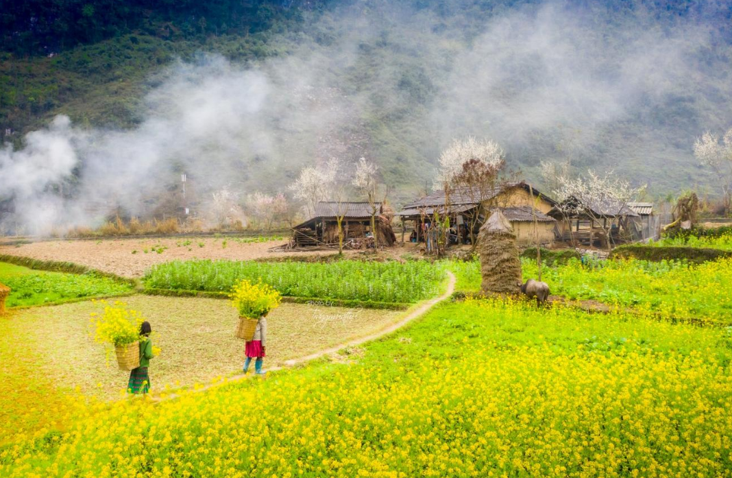 Cảnh đẹp Hà Giang mùa hoa cải