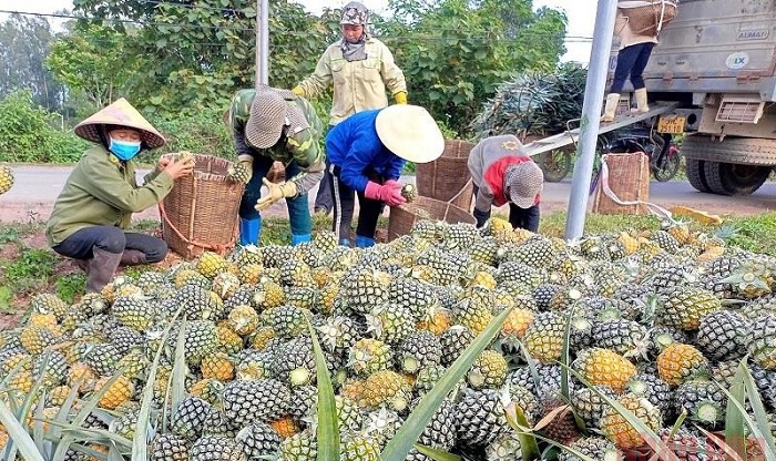 Đặc sản Nghệ An làm quà. Mua gì ở Nghệ An làm quà