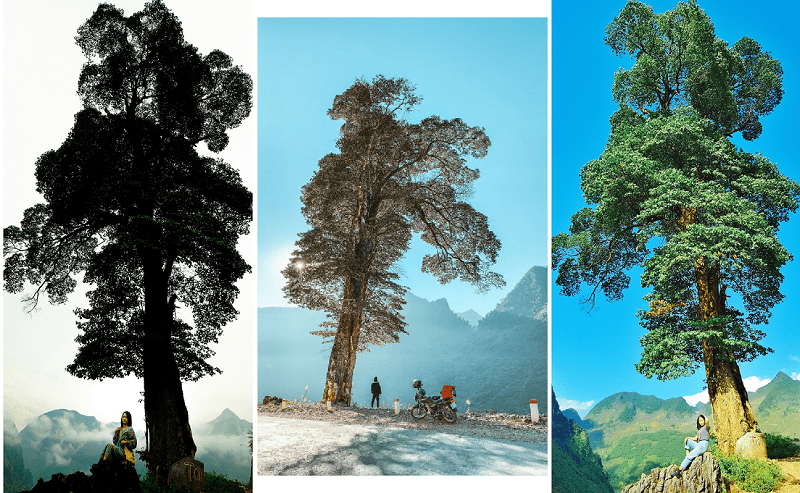 Địa điểm du lịch Hà Giang, cây thông cô đơn Hà Giang