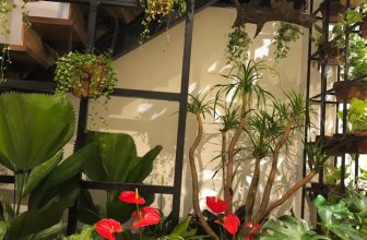 [☕️🇻🇳] COCha Milktea – coffee – Cửa hàng bán món tráng miệng · Quán cà phê · Nhà hàng 🥤 Top1Coffee ☕️  Hết chăm nước noi cho khách thì bọn em lại chăm khu vườn bé xinh này
Mát dịu có tý oxi tự nhiên cho khách em đỡ oi bức ngày , shares-0✔️ , likes-13❤️️ , date-2020-06-02 07:12:53🇻🇳🇻🇳🇻🇳📰🆕