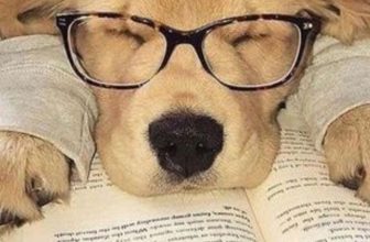 [🆕🇻🇳] Yêu Thú Cưng 🐶🦜 Top1Pets 🐱🐠  , shares-2✔️ , likes-25❤️️ , date-2020-06-20 10:05:00🐶🐱🇻🇳🇻🇳🇻🇳📰🆕