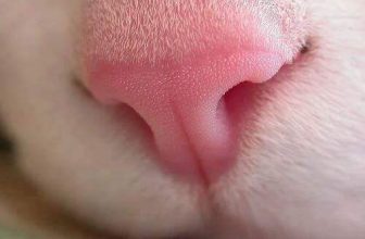 [🆕🇻🇳] Yêu Thú Cưng 🐶🦜 Top1Pets 🐱🐠 . Trắng hồng tự nhiên <3
#Leo
, shares-20✔️ , likes-1K❤️️ , date-2016-06-30 04:51:00🐶🐱🇻🇳🇻🇳🇻🇳📰🆕