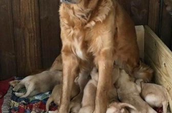 [🆕🇻🇳] Yêu Thú Cưng 🐶🦜 Top1Pets 🐱🐠 Làm mẹ khó lắm phải đâu chuyện đùa :3
#Méng
, shares-47✔️ , likes-1K❤️️ , date-2016-06-29 12:06:39🐶🐱🇻🇳🇻🇳🇻🇳📰🆕