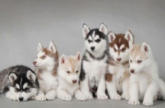 [🆕🇻🇳] Yêu Thú Cưng 🐶🦜 Top1Pets 🐱🐠 600 soái ca đẹp dai chuẩn chó <3 <3
, shares-20✔️ , likes-12K❤️️ , date-2016-07-07 13:23:47🐶🐱🇻🇳🇻🇳🇻🇳📰🆕