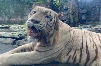 [🆕🇻🇳] Thảo Cầm Viên – Sài gòn Zoo & Botanical Gardens ♥️️ Top1Checkin ☑  Thảo Cầm Viên lần đầu mở tour cho khách nghe chuyện drama của các ‘idol’ sở thú , shares-78✔️ , likes-23K❤️️ , date-2024-06-01 05:50:39🇻🇳🇻🇳🇻🇳📰🆕