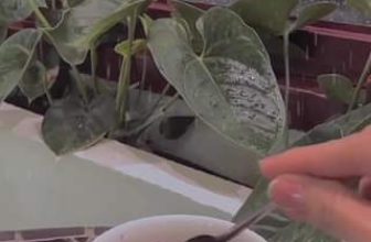 [☕️🇻🇳] Koi Coffee – Koi Cafe – điểm đến của mọi nhà 🥤 Top1Coffee ☕️  , shares-0✔️ , likes-3❤️️ , date-2021-10-24 13:45:31🇻🇳🇻🇳🇻🇳📰🆕