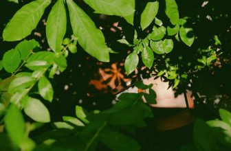 [☕️🇻🇳]  De.TẦM Cafe – Coffee – Bistro 🥤 Top1Coffee ☕️ Vấn vương của mùa hè không chỉ là thời tiết của ngày nắng gay, nắng gắt, mà còn là khoảng không của những bình yên vào buổi tĩnh , shares-1✔️ , likes-14❤️️ , date-2022-08-02 06:07:42🇻🇳🇻🇳🇻🇳📰🆕