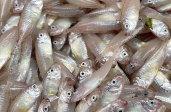 [🆕🇻🇳] Mắm Huế Chính Hiệu RI Nguyễn 🍔 Top1Food 🍜  CÁ RÒ – đầu mùa cập bến nhà Ri Nguyễn rồi nghe. AC rinh ngay nè. Quá ngon , quá xuất sắt 
 , shares-3✔️ , likes-50❤️️ , date-2023-04-15 06:39:09🇻🇳🇻🇳🇻🇳📰🆕