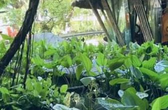 [☕️🇻🇳] CoCo’s Coffee 🥤 Top1Coffee ☕️ Somewhere in Đồng Hới  #morning #coffee #bluesky
, shares-0✔️ , likes-0❤️️ , date-2023-07-25 00:41:57🇻🇳🇻🇳🇻🇳📰🆕