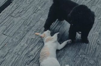 [☕️🇻🇳] CoCo’s Coffee 🥤 Top1Coffee ☕️ Bình yên ♥️ #cocoscoffee #CocosCoffee 🌿
📍57 Nguyễn Hữu Cảnh -Đồng Hới-Quảng Bình
☎️02322468888
⏰ 06:30-22:00 Monday-Sunday
#coffee #coffeetime #chill #niceplace #quancafedep #caphedonghoi #biggarden #greenland #checkinquangbinh #donghoicity , shares-0✔️ , likes-9❤️️ , date-2023-07-23 00:47:14🇻🇳🇻🇳🇻🇳📰🆕