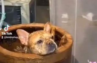 [🆕🇻🇳] Thú Cưng 🐶🦜 Top1Pets 🐱🐠 Đã báo lại còn :3
, shares-0✔️ , likes-281❤️️ , date-2023-08-11 04:01:00🐶🐱🇻🇳🇻🇳🇻🇳📰🆕