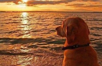 [🆕🇻🇳] Thú Cưng 🐶🦜 Top1Pets 🐱🐠 Hôm nay tôi hơi buồn!
, shares-2✔️ , likes-17❤️️ , date-2023-08-10 10:00:05🐶🐱🇻🇳🇻🇳🇻🇳📰🆕