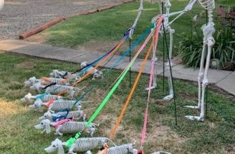 [🆕🇻🇳] Thú Cưng 🐶🦜 Top1Pets 🐱🐠 Ý tưởng trang trí Halloween  của tôi
, shares-0✔️ , likes-20❤️️ , date-2023-08-10 14:00:07🐶🐱🇻🇳🇻🇳🇻🇳📰🆕