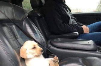 [🆕🇻🇳] Thú Cưng 🐶🦜 Top1Pets 🐱🐠 Cả 2 cùng an toàn!
, shares-14✔️ , likes-209❤️️ , date-2023-08-11 01:00:03🐶🐱🇻🇳🇻🇳🇻🇳📰🆕