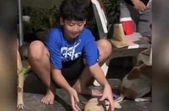 [🆕🇻🇳] Thú Cưng 🐶🦜 Top1Pets 🐱🐠 Chỉ là mơ thôi :v
cre: Hồng Thắm
, shares-0✔️ , likes-23❤️️ , date-2023-08-31 09:15:31🐶🐱🇻🇳🇻🇳🇻🇳📰🆕