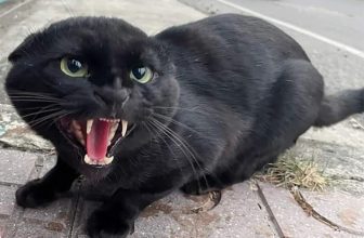 [🆕🇻🇳] Thú Cưng 🐶🦜 Top1Pets 🐱🐠 Vất chất quyết định ý thức =)))
, shares-50✔️ , likes-13K❤️️ , date-2023-08-30 04:19:29🐶🐱🇻🇳🇻🇳🇻🇳📰🆕