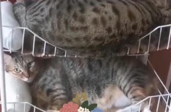 [🆕🇻🇳] Thú Cưng 🐶🦜 Top1Pets 🐱🐠 Nhà đông con, ráng chịu vậy kệ à
, shares-3✔️ , likes-24❤️️ , date-2023-09-04 10:34:30🐶🐱🇻🇳🇻🇳🇻🇳📰🆕