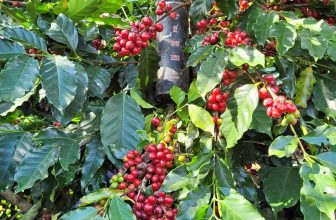 [☕️🇻🇳] Cafe Thái – 27 Triệu Việt Vương – Đây là một quán cà phê nổi bật với không gian của những năm 50 – 60 của thế kỷ 20 🥤 Top1Coffee ☕️ Bình tĩnh quyết tâm thắng vụ này
Quả chín đầy cành, trĩu trịt cây
, shares-0✔️ , likes-23❤️️ , date-2023-12-14 02:40:58🇻🇳🇻🇳🇻🇳📰🆕