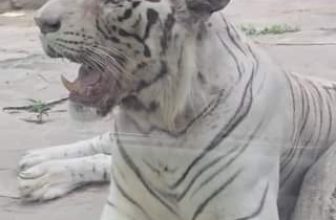 [🆕🇻🇳] Thảo Cầm Viên – Sài gòn Zoo & Botanical Gardens ♥️️ Top1Checkin ☑  Tui là Bò Sữa
Tui không phải Ngộ Không
Tui ngoan xinh yêu hơn nó nhiều
, shares-0✔️ , likes-12K❤️️ , date-2024-06-12 01:11:27🇻🇳🇻🇳🇻🇳📰🆕