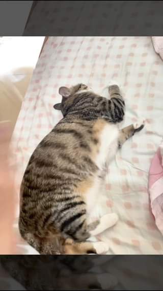 [🆕🇻🇳] Nu Pet – Yêu Thú Cưng 🐶🦜 Top1Pets 🐱🐠 Mèo hệ bao dam  #nupet
, shares-0✔️ , likes-0❤️️ , date-2024-05-14 02:17:06🐶🐱🇻🇳🇻🇳🇻🇳📰🆕