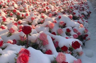 [🆕🇻🇳] Checkin và Du lịch Hàn Quốc – Korea Travel ♥️️ Top1Checkin ☑  𝑻𝒐̂́𝒊 𝒉𝒐̂𝒎 𝒒𝒖𝒂 𝒗𝒂̀ 𝒔𝒂́𝒏𝒈 𝒏𝒂𝒚 𝒕𝒖𝒚𝒆̂́𝒕 𝒓𝒐̛𝒊 𝒐̛̉ 𝒕𝒊̉𝒏𝒉 𝒈𝒂𝒏𝒈𝒘𝒐𝒏 𝑯𝒂̀𝒏 𝒒𝒖𝒐̂́𝒄 𝒄𝒖̃𝒏𝒈 𝒍𝒂̀ đ𝒂𝒏𝒈 𝒗𝒂̀𝒐 𝒎𝒖̀𝒂 𝒉𝒐𝒂 𝑯𝒐̂̀𝒏𝒈 𝒏𝒖̛̃𝒂
𝑻𝒖𝒚𝒆̂́𝒕 𝒓𝒐̛𝒊 𝒎𝒖̀𝒂 𝒉𝒆̀ 𝒍𝒂̀ 𝒄𝒐́ 𝒕𝒉𝒂̣̂𝒕🫨𝐅𝐎 , shares-0✔️ , likes-9❤️️ , date-2024-05-17 03:06:09🇻🇳🇻🇳🇻🇳📰🆕