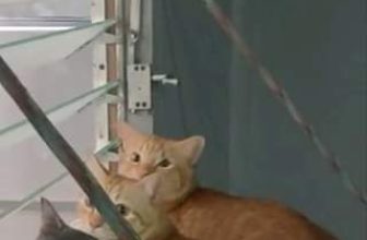 [🆕🇻🇳] Pet Mart – Cửa Hàng Thú Cưng 🐶🦜 Top1Pets 🐱🐠 Bên nhau trao nhau từng lon bia
, shares-0✔️ , likes-0❤️️ , date-🐶🐱🇻🇳🇻🇳🇻🇳📰🆕