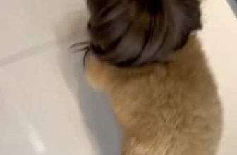 [🆕🇻🇳] Pet Mart – Cửa Hàng Thú Cưng 🐶🦜 Top1Pets 🐱🐠 Vén cái tóc lên dùm với sen ơi
, shares-0✔️ , likes-0❤️️ , date-2024-06-02 10:14:53🐶🐱🇻🇳🇻🇳🇻🇳📰🆕