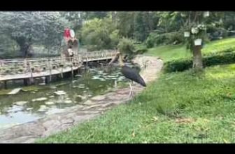 [🆕🇻🇳] Thảo Cầm Viên – Sài gòn Zoo & Botanical Gardens ♥️️ Top1Checkin ☑   , shares-0✔️ , likes-0❤️️ , date-2024-06-05 23:35:40🇻🇳🇻🇳🇻🇳📰🆕