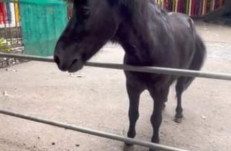 [🆕🇻🇳] Thảo Cầm Viên – Sài gòn Zoo & Botanical Gardens ♥️️ Top1Checkin ☑  Hé nhô…
, shares-0✔️ , likes-14K❤️️ , date-2024-06-11 01:10:40🇻🇳🇻🇳🇻🇳📰🆕