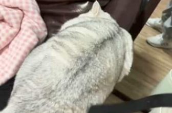 [🆕🇻🇳] Nu Pet – Yêu Thú Cưng 🐶🦜 Top1Pets 🐱🐠 Nữa đi SEN chưa có đã …More more #nupet #kittens  #catslover #bestmeows #cuteanimals #cutecats_oftheworld
, shares-0✔️ , likes-0❤️️ , date-2024-05-22 03:15:08🐶🐱🇻🇳🇻🇳🇻🇳📰🆕