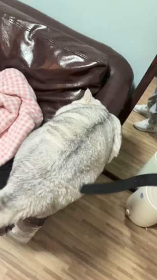 Nữa đi SEN chưa có đã ...More more #nupet #kittens #catslover #bestmeows #cuteanimals #cutecats_oftheworld