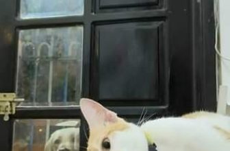 [🆕🇻🇳] Pet Mart – Cửa Hàng Thú Cưng 🐶🦜 Top1Pets 🐱🐠 Thì anh cứ đi đi
, shares-0✔️ , likes-0❤️️ , date-2024-05-31 11:38:44🐶🐱🇻🇳🇻🇳🇻🇳📰🆕