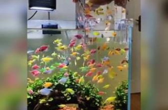 [🆕🇻🇳] TokyoLife – Hàng tiêu dùng chính hãng Nhật Bản và Thời trang thông minh 👕 Top1Fashion 👗  Thử tạo 1 căn penthouse cho những chú cá của mình nha
Nguồn: The Best
TokyoLife chia sẻ
, shares-0✔️ , likes-73❤️️ , date-2024-06-08 09:15:04🇻🇳🇻🇳🇻🇳📰🆕