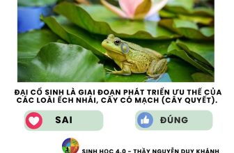 [🆕🇻🇳] SINH HỌC 4.0 – Thầy Nguyễn Duy Khánh 📚 Top1Learn 📕 #lythuyetsinhhoc #SinhhocthayNguyenDuyKhanh
, shares-0✔️ , likes-26❤️️ , date-2024-05-11 04:00:11🇻🇳🇻🇳🇻🇳📰🆕
