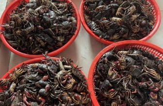 [🆕🇻🇳] BÀ NA FOOD – ĐẶC SẢN CÀ MAU 🍔 Top1Food 🍜 Tuyệt vời, lô ba khía hồi chiều kiểm tra đã chín thơm, ngon xuất sắc cả nhà ơi, mai tách trộn thôi
, shares-0✔️ , likes-9❤️️ , date-2024-05-14 14:10:16🇻🇳🇻🇳🇻🇳📰🆕