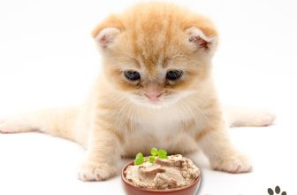 [🆕🇻🇳] FamiPet – Siêu Thị Cho Thú Cưng 🐶🦜 Top1Pets 🐱🐠 𝑪𝒂́𝒄𝒉 𝒍𝒂̀𝒎 𝒑𝒂𝒕𝒆 𝒄𝒉𝒐 𝒎𝒆̀𝒐 𝒕𝒂̣𝒊 𝒏𝒉𝒂̀1, Chuẩn bị nguyên liệu
– Bí đỏ: nửa quả to, khoảng 500 – 600gr.
– Thịt gà, thịt lợn cũng 500gr.
– Gan gà, lợn 500gr.
, shares-0✔️ , likes-3❤️️ , date-2024-05-20 09:45:15🐶🐱🇻🇳🇻🇳🇻🇳📰🆕