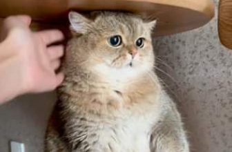 [🆕🇻🇳] Nu Pet – Yêu Thú Cưng 🐶🦜 Top1Pets 🐱🐠 Nekko chan này dữ quá  #nupet
, shares-0✔️ , likes-0❤️️ , date-2024-05-30 02:20:47🐶🐱🇻🇳🇻🇳🇻🇳📰🆕