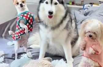 [🆕🇻🇳] Pet Mart – Cửa Hàng Thú Cưng 🐶🦜 Top1Pets 🐱🐠 Đứa nào cử động là đứa đó làm
, shares-0✔️ , likes-0❤️️ , date-2024-06-01 02:56:31🐶🐱🇻🇳🇻🇳🇻🇳📰🆕