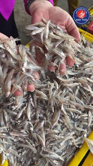 [🆕🇻🇳] Cua Cà Mau Anh Thái 🍔 Top1Food 🍜 Nay em ra cảng sớm nè mọi người ơi, cá cơm rất là tươi luôn
#cuacamauanhthai
#banhtrangcacom
#cacombanhtrang
#anhthai
#đồkhô
#dokho
#banhtrang
#xuhuong
#ho , shares-0✔️ , likes-0❤️️ , date-2024-05-31 00:24:43🇻🇳🇻🇳🇻🇳📰🆕